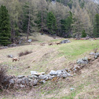 Steinböcke Pontresina 14.05.2024