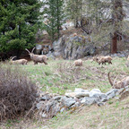 Steinböcke Pontresina 14.05.2024