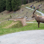 Steinböcke Pontresina 14.05.2024