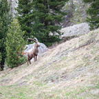 Steinböcke Pontresina 14.05.2024