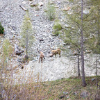 Steinböcke Pontresina 14.05.2024