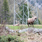 Steinböcke Pontresina 14.05.2024