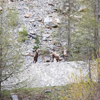 Steinböcke Pontresina 14.05.2024