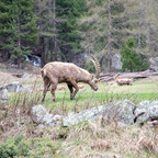 Steinböcke Pontresina 14.05.2024