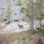 Steinböcke Pontresina 14.05.2024