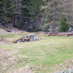 Steinböcke Pontresina 14.05.2024