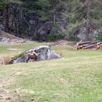 Steinböcke Pontresina 14.05.2024