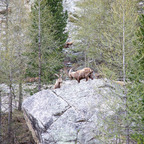 Steinböcke Pontresina 14.05.2024