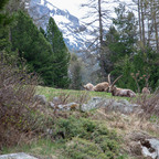 Steinböcke Pontresina 14.05.2024