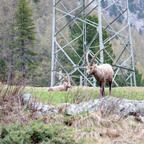 Steinböcke Pontresina 14.05.2024