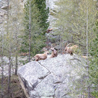 Steinböcke Pontresina 14.05.2024