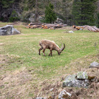 Steinböcke Pontresina 14.05.2024