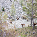 Steinböcke Pontresina 14.05.2024