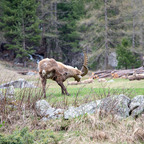 Steinböcke Pontresina 14.05.2024